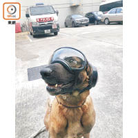 警方為警犬引入保護裝備。