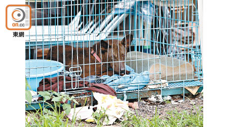 獸醫建議市民領養前先觀察犬隻有否異常情況，領養後應盡快帶往獸醫檢查。