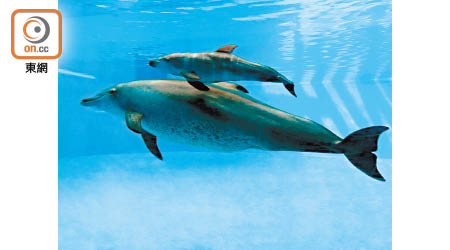 TripAdvisor反對圈養海洋動物。