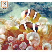 珊瑚群落為海洋生物提供棲息及繁衍後代的地方。（受訪者提供）