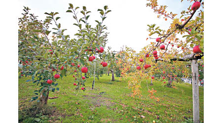 科學家指現時市面較受歡迎的蘋果品種，均從野生物種進化栽培而成。