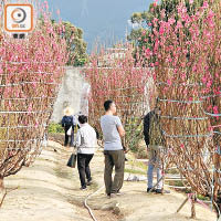 不少市民到花圃選購桃花。（朱先儒攝）