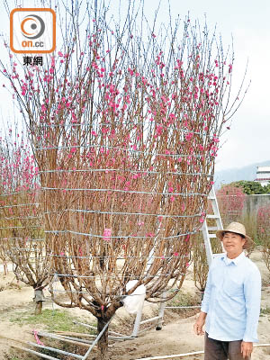 十五呎高的桃花王索價四萬多元，郭財添指已被人訂購。