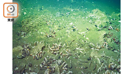 深海環境內的獨特物種，正受着來自不同方面的威脅。
