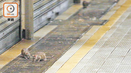 街市環境惡劣，老鼠橫行，容易傳播細菌病毒。