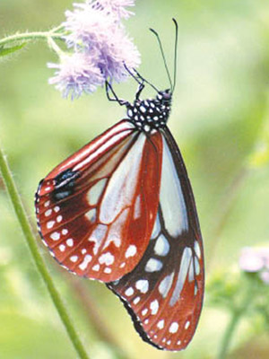 斑蝶於每年約十月開始便會從香港以北，較寒冷地區飛來度冬。（綠色力量提供）
