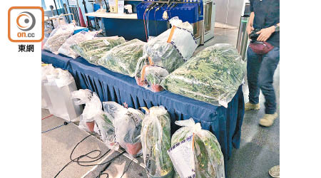 行動中檢獲逾五百棵大麻植物。（林耀康攝）