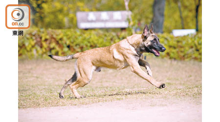 一隻警犬執勤時咬傷男子，圖為瑪蓮萊犬。