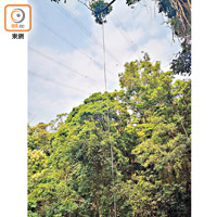 樹上吊掛斷裂電纜。（張世洋攝）