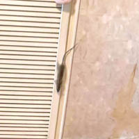 美孚：美孚新邨鼠患問題嚴重，居民在社交網站貼出一張老鼠在家爬行相片。（互聯網圖片）
