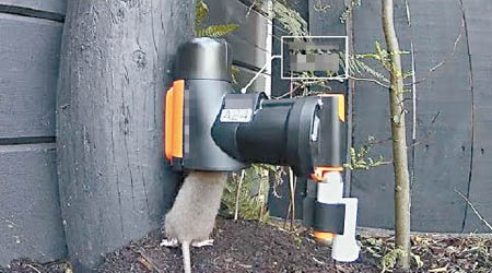 食環署近年施行高科技協助滅鼠，惟成效備受質疑。