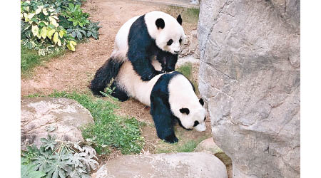 盈盈樂樂九年來首次成功自然交配。（海洋公園提供）