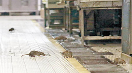 鼠患嚴重，食環署被批滅鼠多年，成效不彰。