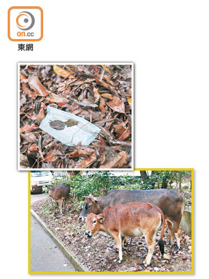 城門水塘：流浪牛在垃圾堆旁覓食，但草叢內有棄置口罩（上圖）。