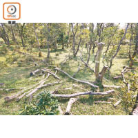 昂平營地有一整片林木被鋸倒，樹幹切口齊整，遍地「屍骸」。