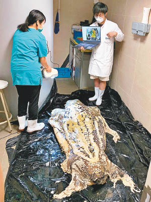 研究人員為棱皮龜屍體進行掃描。（海洋動物影像解剖研究組Fb專頁）