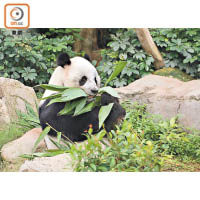 海洋公園一旦倒閉，大熊貓等動物去向成未知之數。