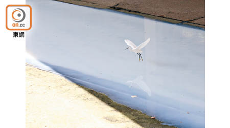 雀鳥被白色污水嚇到飛走。（黃雄攝）