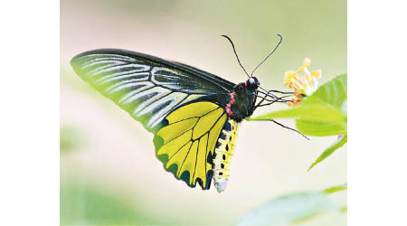 裳鳳蝶為受保護的罕見蝴蝶物種。（鳳園蝴蝶保育區提供）
