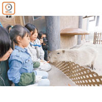 親親動物月：海洋公園因疫情關閉至今仍未重開。