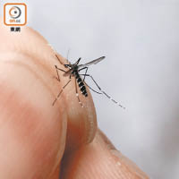 五月白紋伊蚊誘蚊器指數升至一成，顯示蚊患孳生的情況略為普遍。