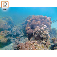 香港珊瑚物種豐富，僅海下灣已有超過六十種珊瑚種類。