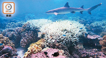 海水溫度不斷上升，使珊瑚白化問題嚴重。
