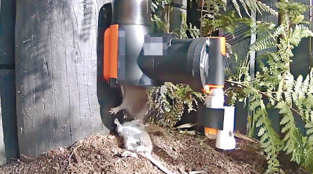 食環署前年試行氣壓滅鼠器，惟成效不及傳統捕鼠器。