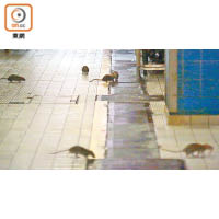 深水埗：北河街街市入夜後，老鼠空群而出。