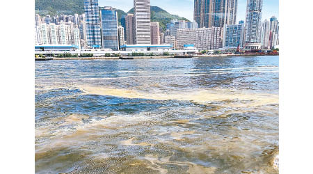 維港海面昨日出現大片油污。