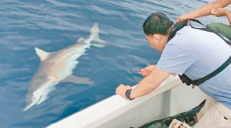 釣魚人士收緊魚絲欲剪斷魚絲讓鯊魚離開。