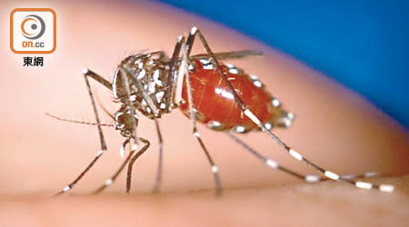 六月份全港白紋伊蚊誘蚊器指數急升至百分之十八點一。