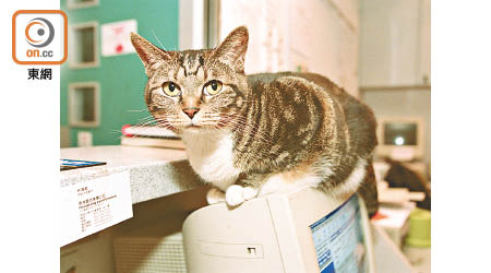 有患者的寵物貓疑確診新冠肺炎，圖非涉事貓隻。