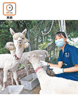 陳曉汶就讀獸醫課程期間，曾到大埔農場實習照料動物。（胡家豪攝）