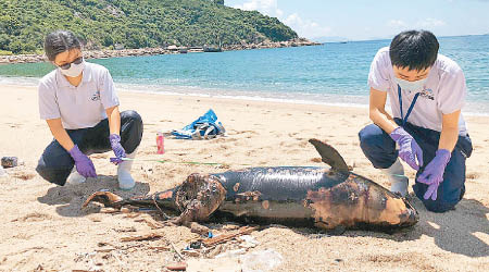 保育基金人員檢驗豚屍。（香港海洋公園保育基金提供）