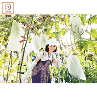龐愛蘭話有機種植容易惹來蟲害，所以大部分果實都會用網或者膠袋包住。