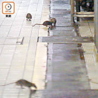 深水埗北河街街市：街市內群鼠四圍覓食，衞生環境欠佳。