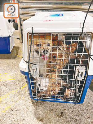 上周在走私案中檢獲的狗隻，現時交由愛協照顧。
