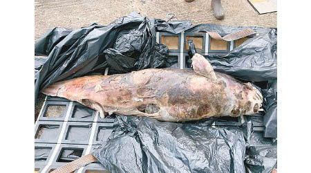 在喜靈洲發現江豚屍體。（香港海洋公園保育基金提供）