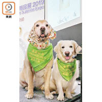 「金毛豬」（左）是Alex收養的金毛尋回犬，現已成為推廣生命教育大使。