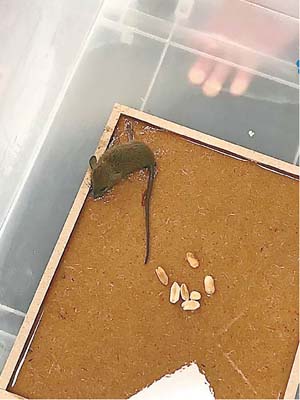 機電署員工利用數粒花生，引出老鼠。