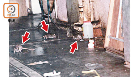 老鼠（箭嘴示）大多出沒在骯髒地方，身體容易被病毒污染。