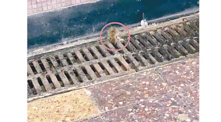 港鐵銅鑼灣站發現有老鼠（紅圈所示）出沒。（受訪者提供）