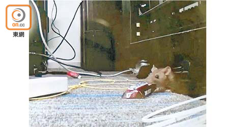 科學園去年才落成的大樓，竟有老鼠在辦公時間公然偷食。