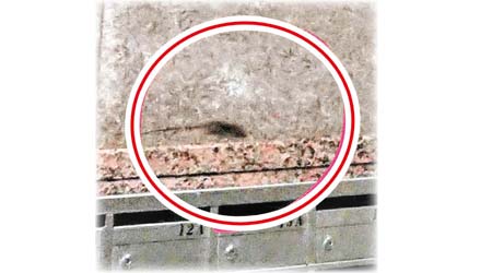 將軍澳：寶盈花園曾有老鼠在大堂信箱上覓食（紅圈示）。