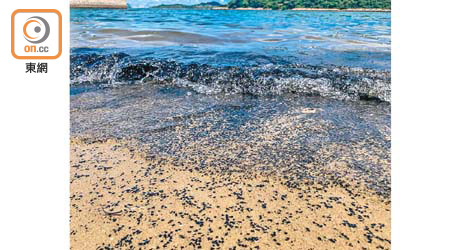 環保團體「無塑海洋」七月底於愉景灣發現大量黑膠粒。