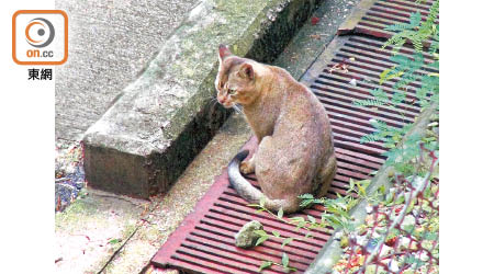 愛協透過「捕捉、絕育、放回原地」項目，控制流浪貓隻數量。