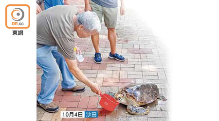 上周日有市民向在城門河獲救海龜餵水。