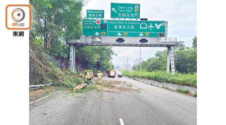 元朗：政府共接獲十七宗塌樹報告，包括在新田公路。
