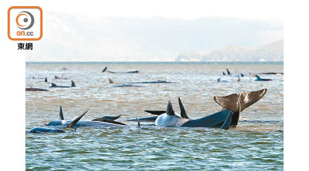 三百五十位專家聯署指有多個品種的鯨魚及海豚有絕種危機。